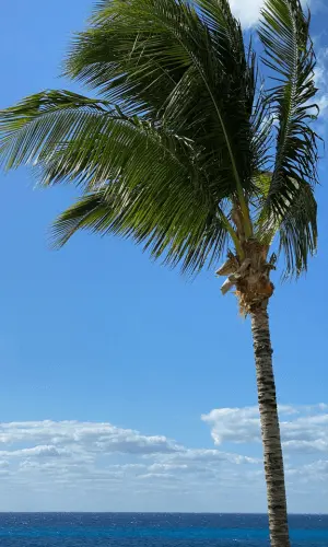 ocean palm tree